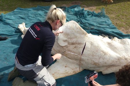 Gansbaai Grootwithaai gedissekteer 1_1